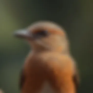 Diverse Bird Songs: A Visual Guide An infographic showcasing different bird species and their unique songs for easy identification.