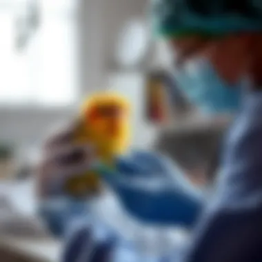 A veterinarian examining a small bird, showcasing the role of professionals in avian healthcare.