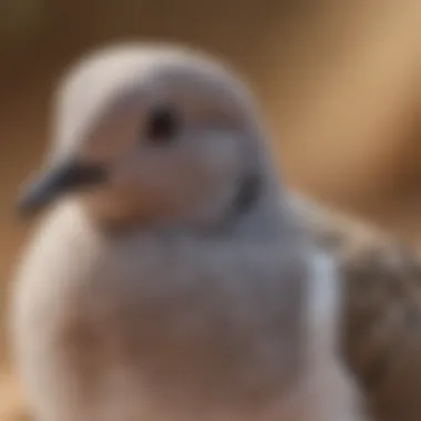 A close-up of a dove with a gentle demeanor, symbolizing companionship