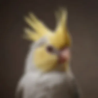Cockatiel's Charming Presence A serene cockatiel resting on a shoulder, showcasing its charming personality.