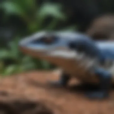 Blue tongue skink exploring its enclosure