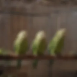 Spacious parakeet breeding cage with natural wood perches