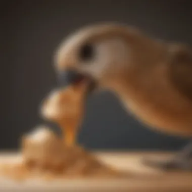 Close-up of a bird's beak reaching for a peanut butter smeared treat