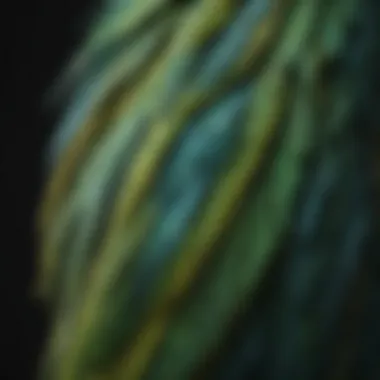 Close-up of a parakeet’s intricate feather patterns highlighting their beauty