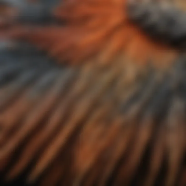 A close-up of a bird's wing, highlighting the intricate patterns and textures.