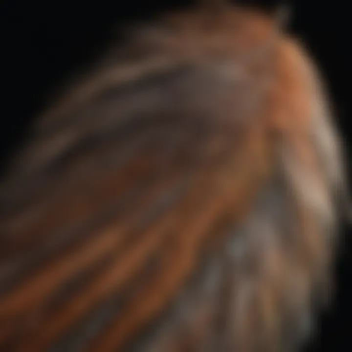 Close-up of a bird's feather detailing the natural beauty and care