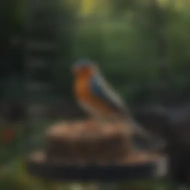 Optimal Placement of Bird Feeders An illustration of proper feeder placement in a bird's cage