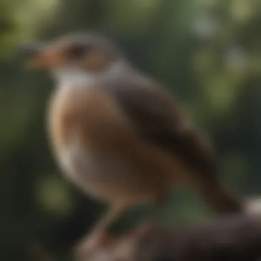 Bird Vocalization in Natural Habitat A majestic bird perched on a branch, emitting sounds.