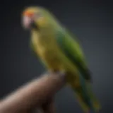 A vibrant Amazon parrot perched on a training perch, engaged in a learning activity.