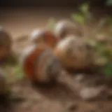 Close-up of button quail eggs in a natural setting