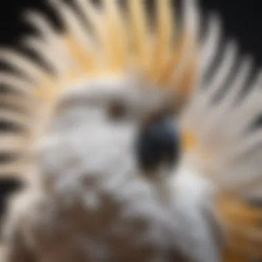 Caring for cockatoo feathers displayed in a well-maintained environment