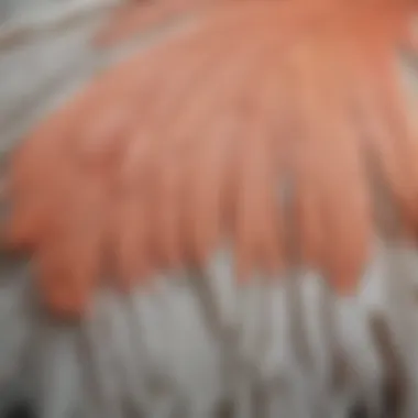 Close-up view of a single cockatoo feather highlighting its intricate details