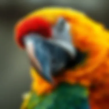 A close-up of a parrot's face highlighting its unique features and colors