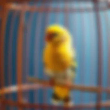 A small finch in a cozy cage