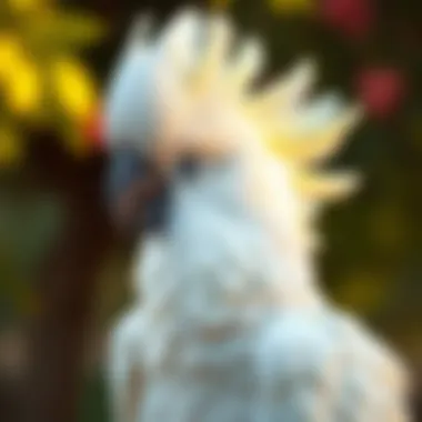 A majestic cockatoo displaying its impressive crest.