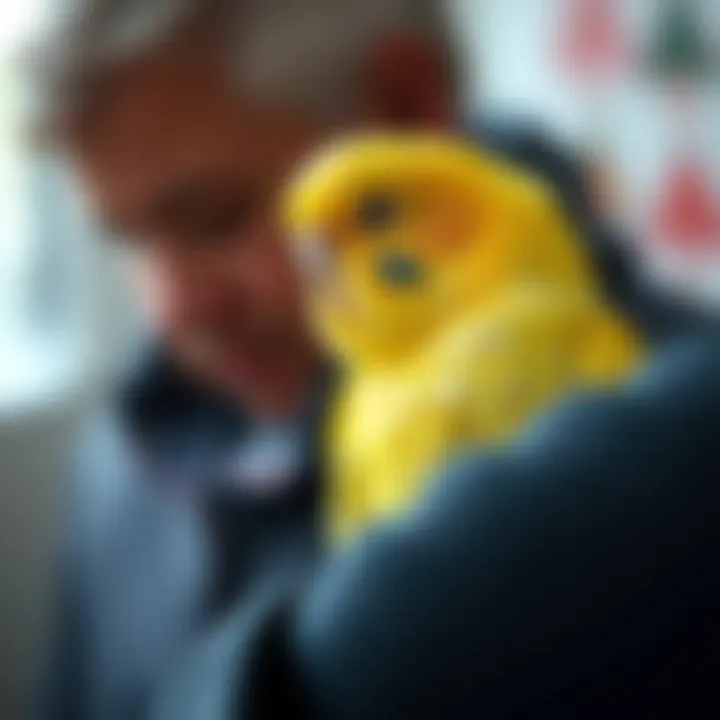 A playful budgerigar interacting with its owner.