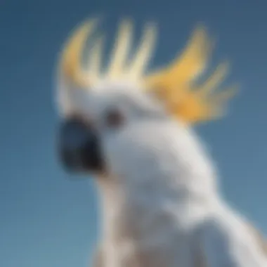 A majestic cockatoo displaying its impressive crest against a clear blue sky.