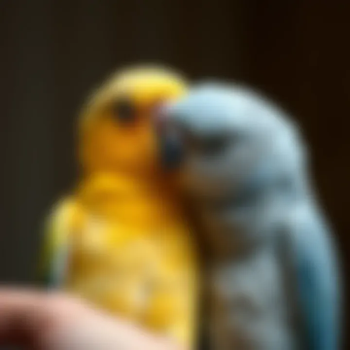 An affectionate interaction between a bird and its owner