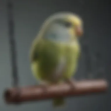 Budgerigar perched on a swing, showcasing its playful nature.