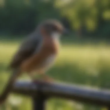 Community park event featuring birdwatching activities