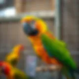 A vibrant parrot perched on a branch at a rescue center.