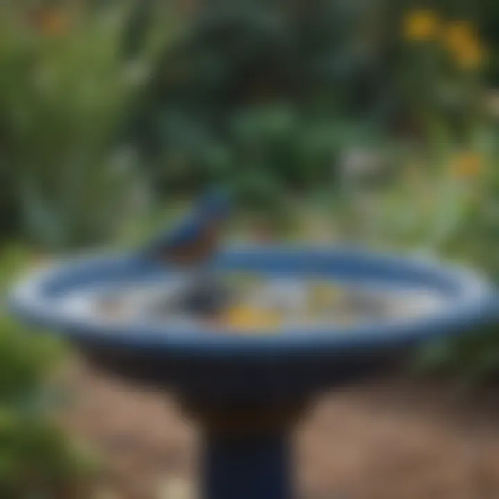 Seasonal garden with a blue bird bath attracting wildlife