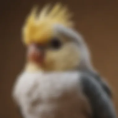 A serene cockatiel resting on a shoulder