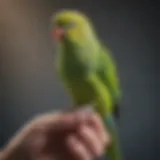 A vibrant parakeet perched on a finger