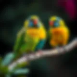 Colorful talking birds perched on a branch