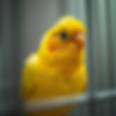 A close-up of a canary with bright yellow feathers in a cozy cage