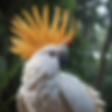 A stunning cockatoo displaying its majestic tail in a natural setting.