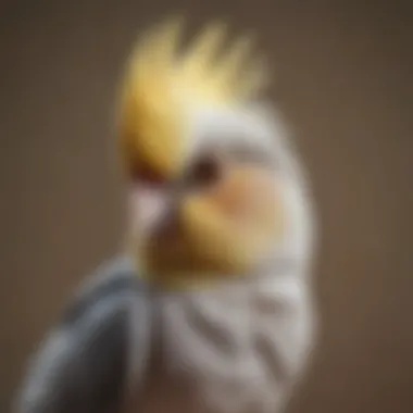 A charming cockatiel sitting on a shoulder, engaged in interaction.