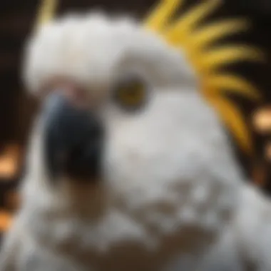 The Expressive Cockatoo: Master of Mimicry A close-up of a cockatoo showcasing its expressive facial features.