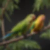 Colorful parakeets perched on a branch, displaying their vivid plumage