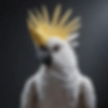 An elegant cockatoo displaying its crest, symbolizing intelligence and beauty