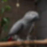 Spacious cage for African Grey parrots with enrichment features