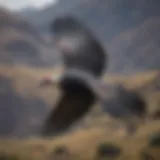 Majestic Andean condor soaring over the Andes mountains