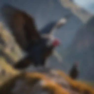 Nesting Andean Condors in the Wild Andean condors nesting in their natural habitat