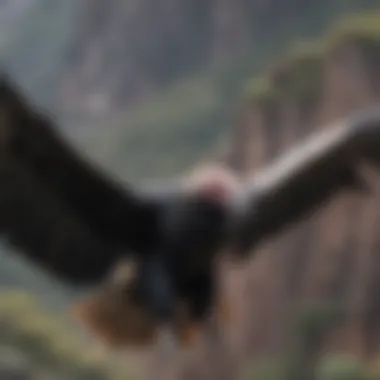 Close-up of the Andean condor's impressive wingspan