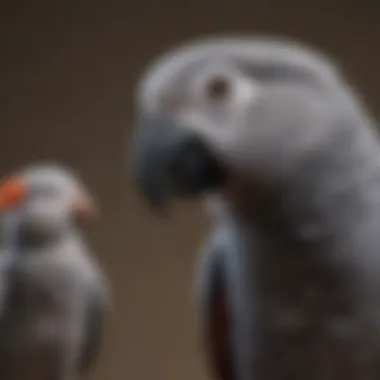 Intelligent African Grey parrot demonstrating impressive talking skills