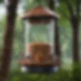 Various types of bird feeders for different species