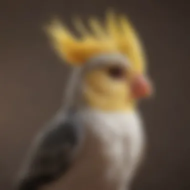 A Cockatiel with a crest