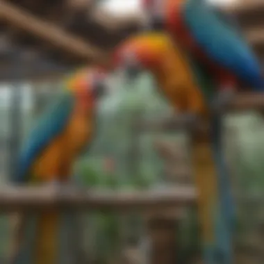 A dedicated macaw breeder interacting with their birds in a well-maintained aviary