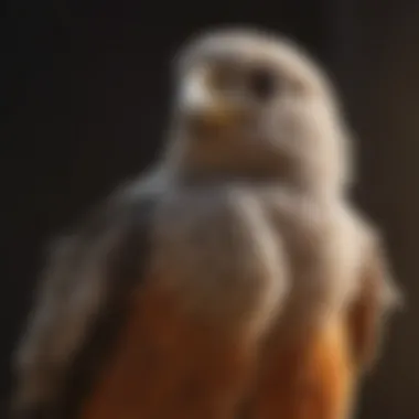 Birds experiencing the moulting process