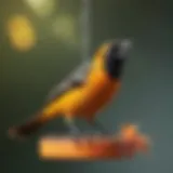 Colorful oriole perched on a feeder