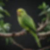 A vibrant green parakeet perched on a branch