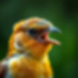 A close-up of a bird displaying symptoms of illness.