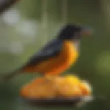 Baltimore Oriole perched on a vibrant feeder filled with orange slices