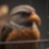 Close-up of a sick bird resting in its cage