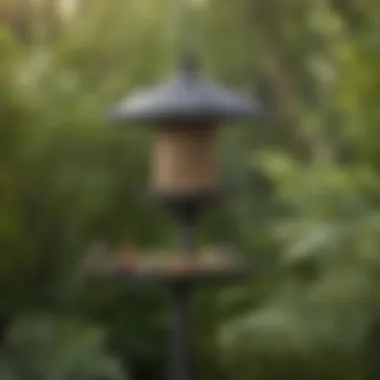 An ideal location for placing a small suet feeder, surrounded by foliage.